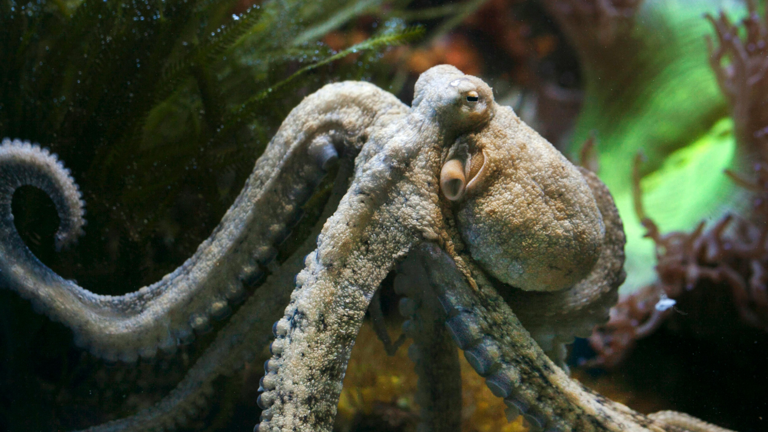 From opening jar lids to facial recognition: Why octopuses are ...
