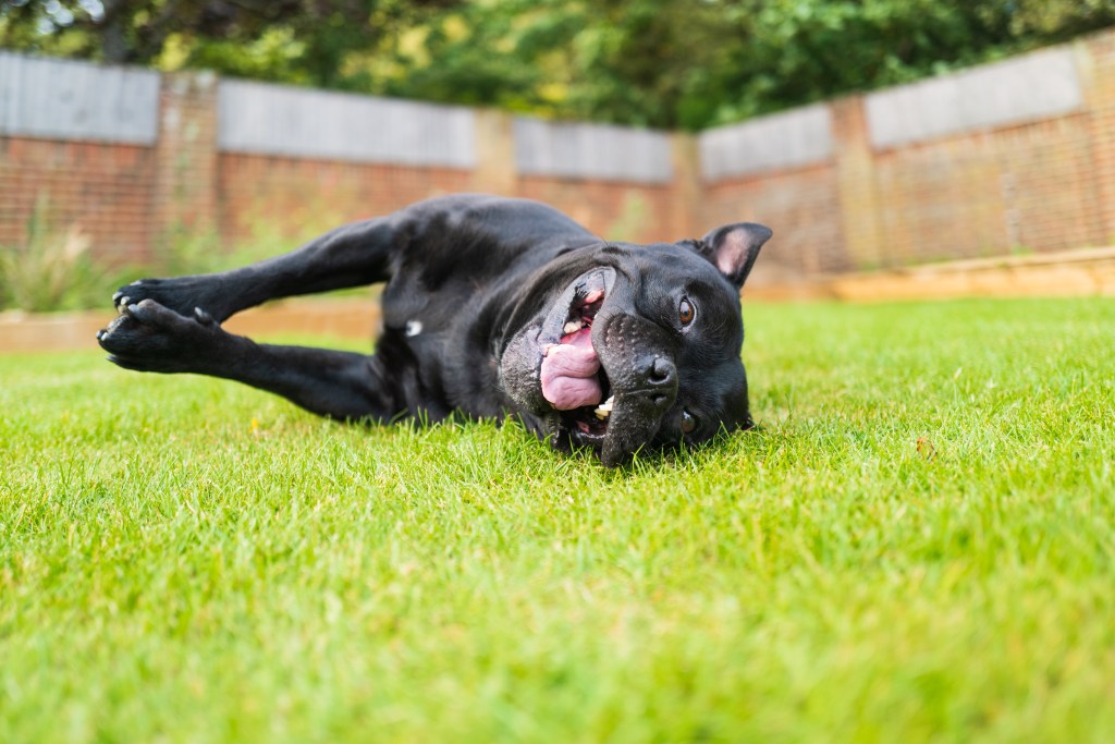 Pit Bull Waits at Backyard Fence, What Owner Captures Warms Hearts