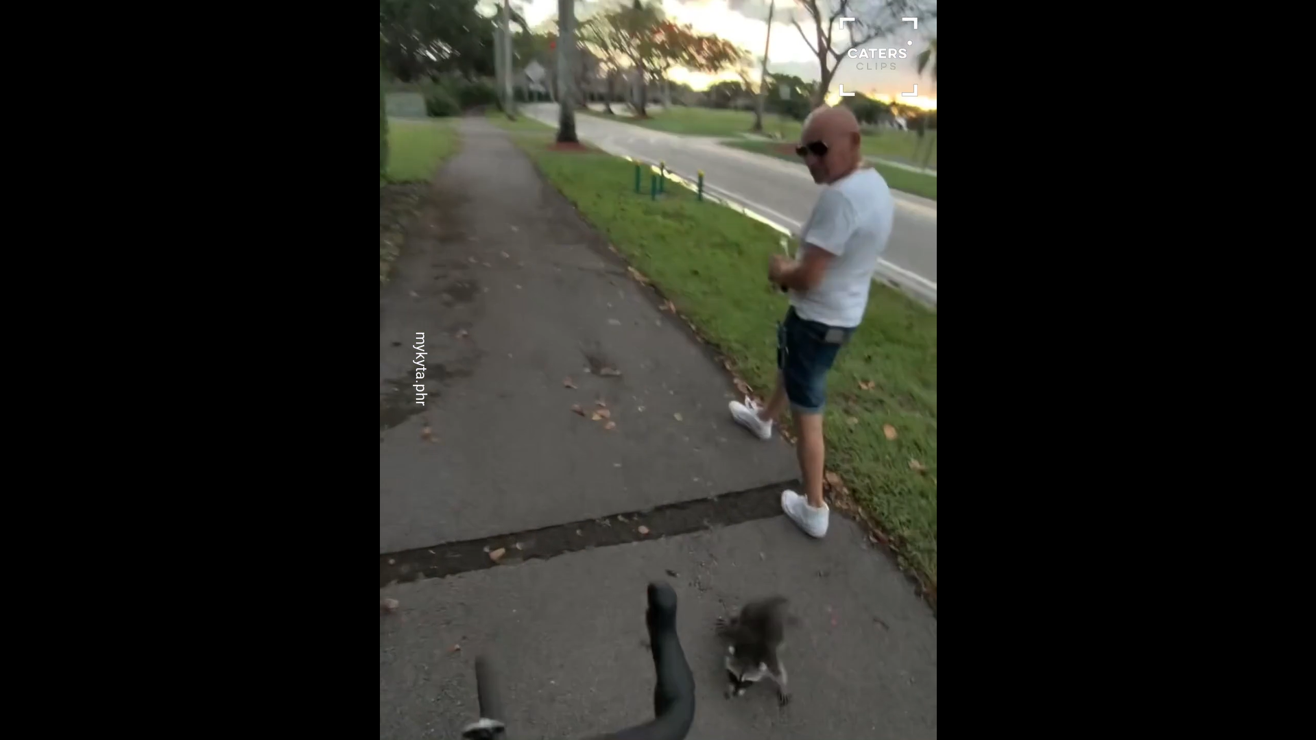 Cyclist attacked by pet raccoon in sudden roadside encounter