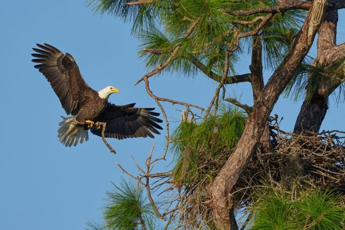 Eagle Working