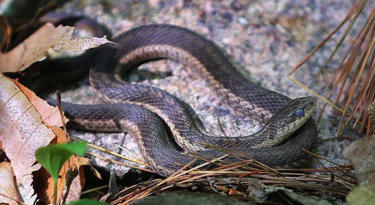 These 5 states have some of the most snake-filled waters in the nation