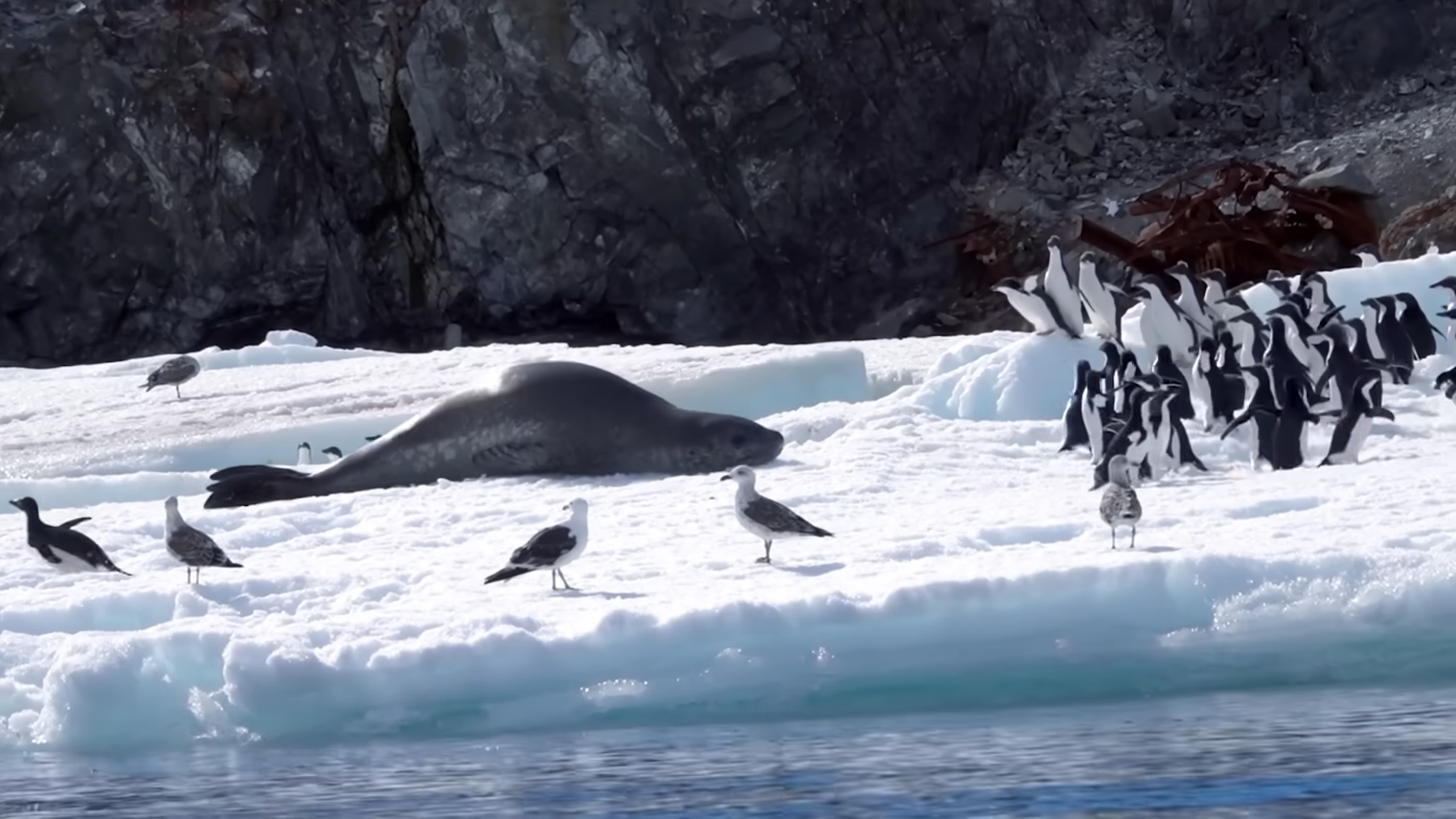 Watch what happens when a seal comes too close to a flock of penguins
