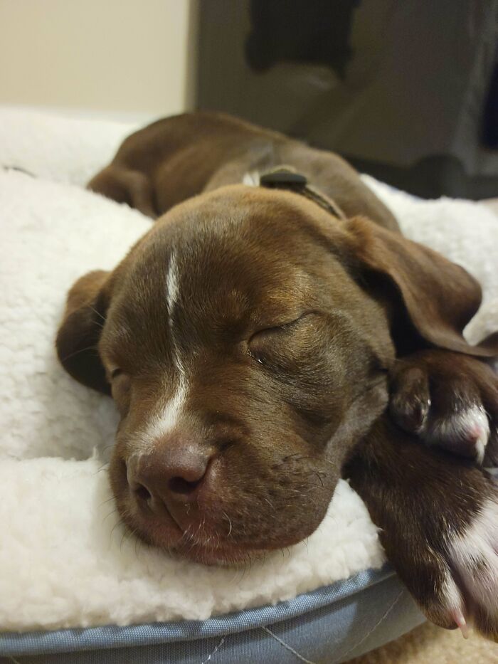 50 Soul-Healing Pics To Celebrate Rescue Pets And Their Heroes