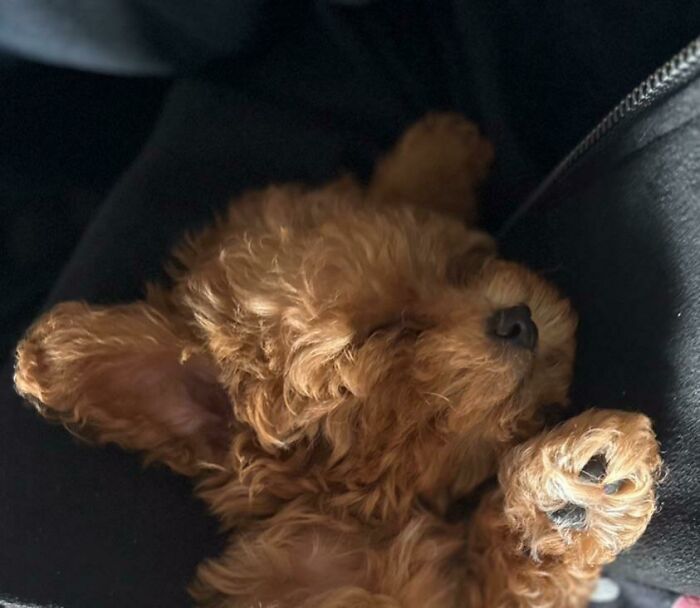 50 Soul-Healing Pics To Celebrate Rescue Pets And Their Heroes