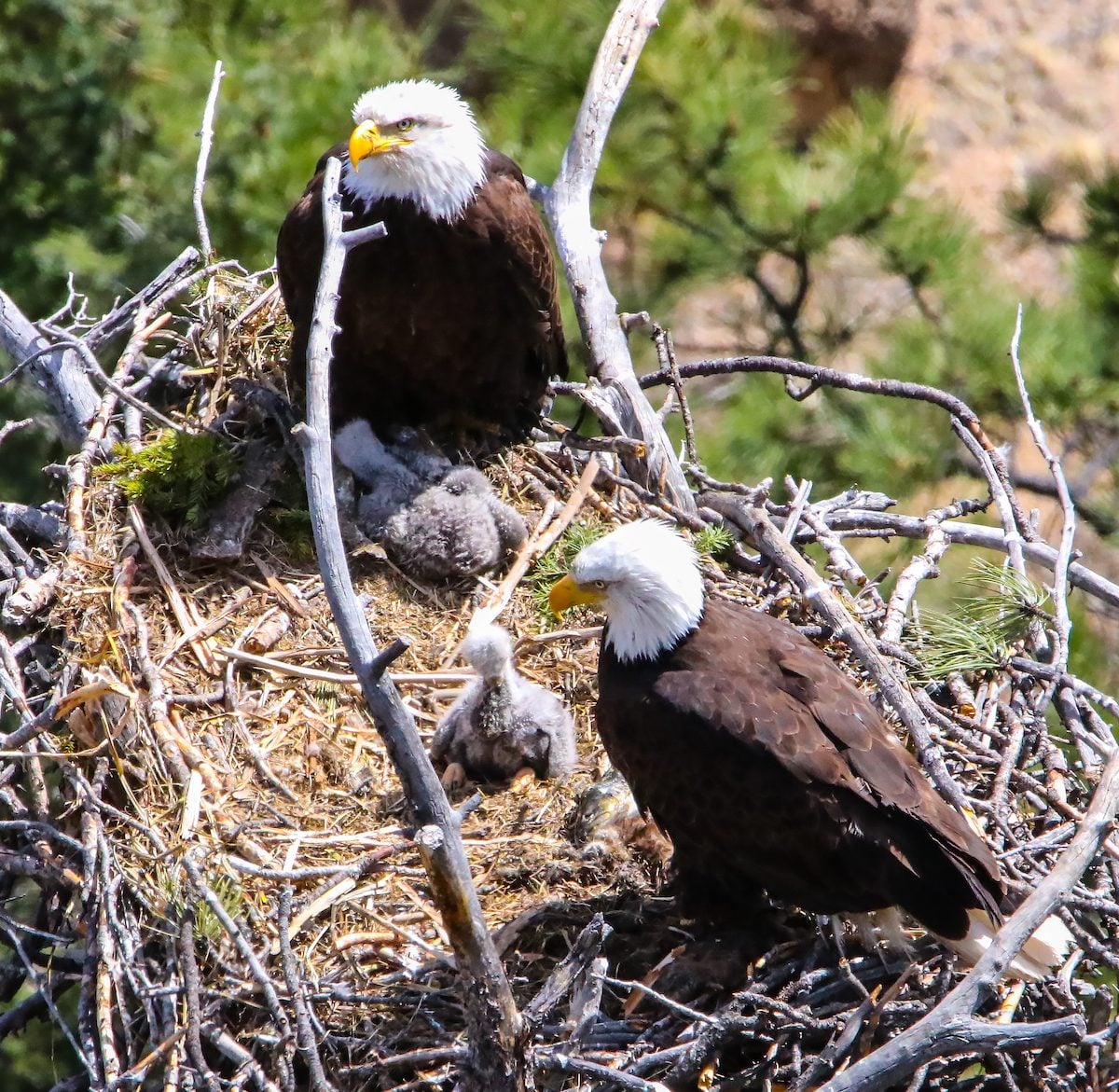 A half-mile steep hike led me to a rock outcropping high above this bald eagle nest in Lake George; Colorado. We watched the very young chicks waddle within the nest while the parents kept close watch. One parent would leave and bring back fish for the family to eat. What an amazing experience!