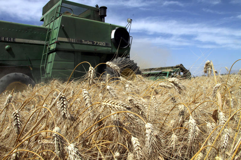 Advierten productores del sur de Sonora protestas por falta de precios ...