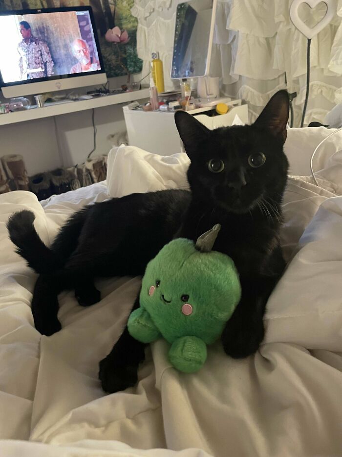 50 Soul-Healing Pics To Celebrate Rescue Pets And Their Heroes