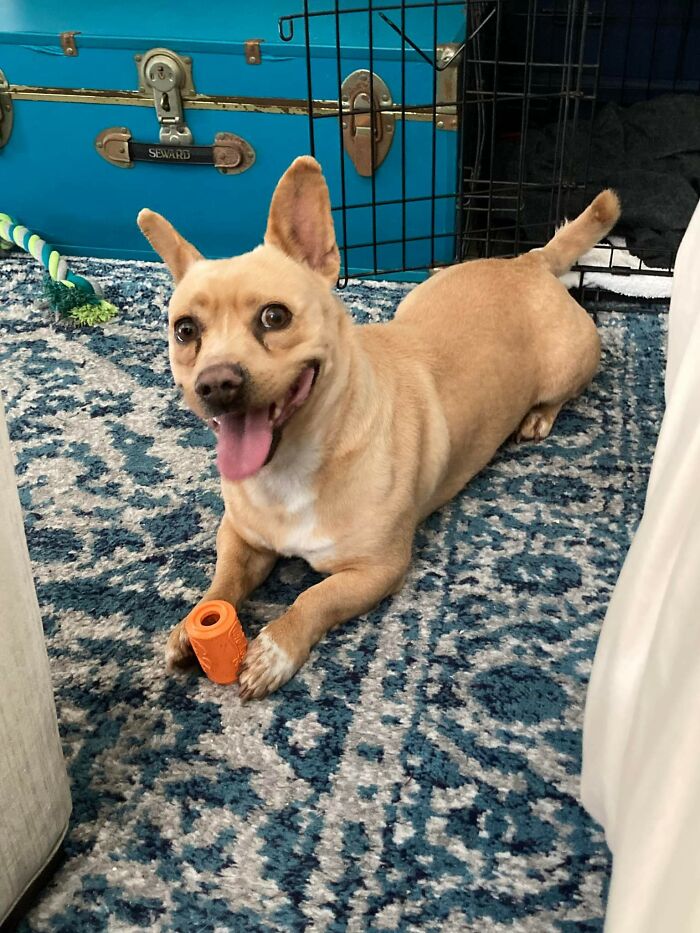 50 Soul-Healing Pics To Celebrate Rescue Pets And Their Heroes