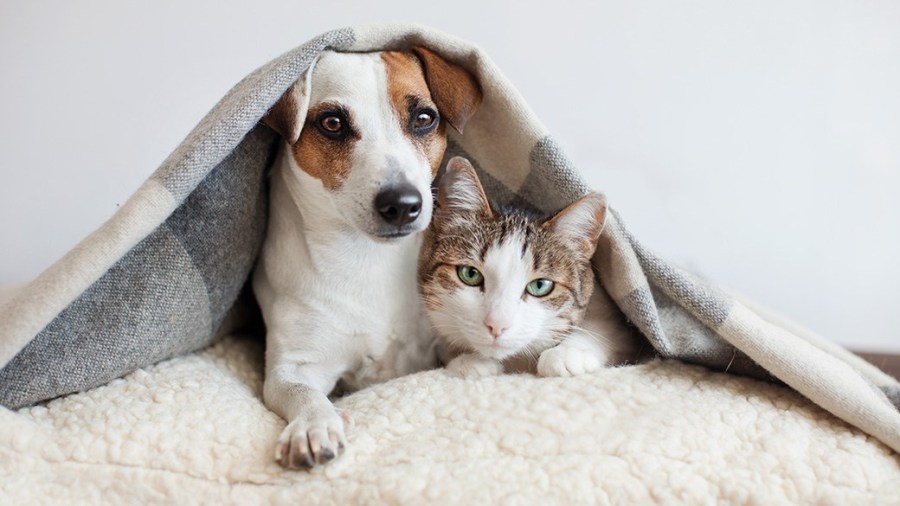 Columbus animal rescue says food insecurity crisis is impacting pets