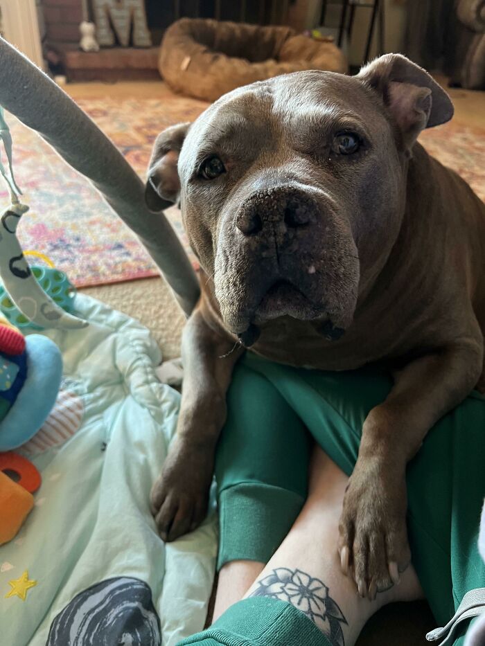 50 Soul-Healing Pics To Celebrate Rescue Pets And Their Heroes