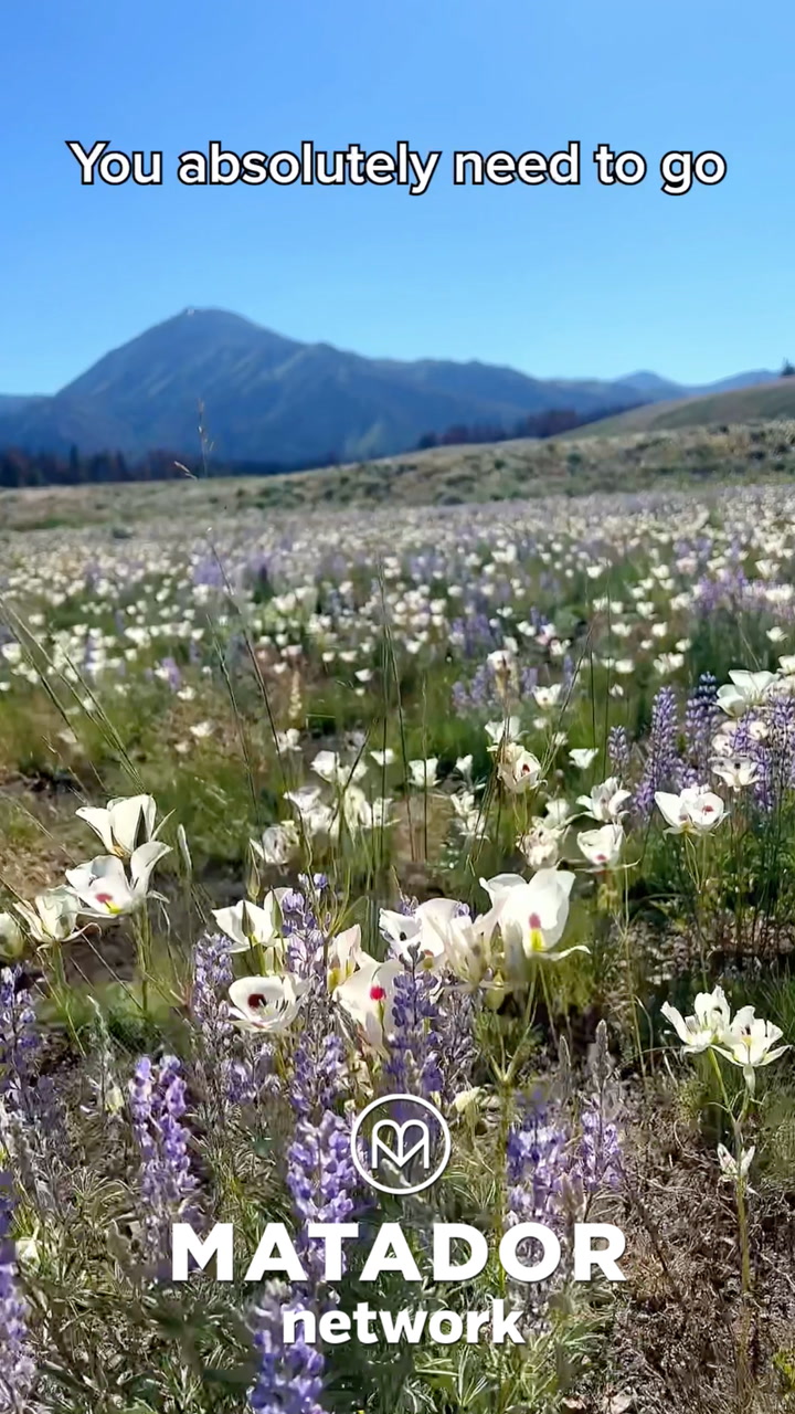 Flower power: Idaho has over 100 species to identify
