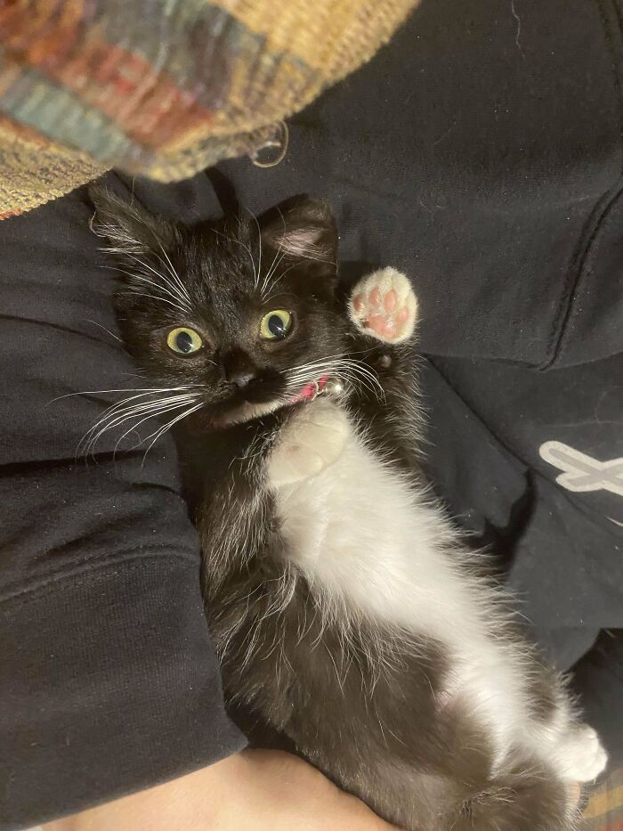 50 Soul-Healing Pics To Celebrate Rescue Pets And Their Heroes