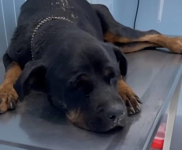 Rottweiler stuck at the bottom of deep canal lets out desperate cry for ...