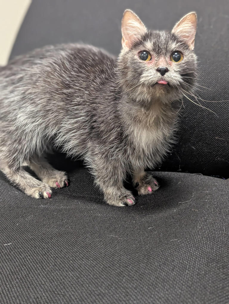 Tiny munchkin cat arrives at rescue and staff discover she’s a medical ...