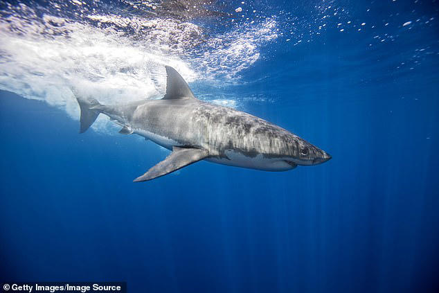 Video shows 11-foot shark chasing man for 10 minutes off the coast of ...