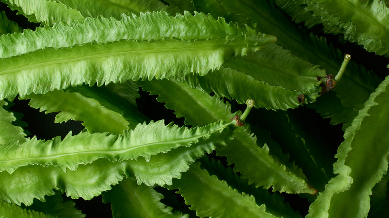 What are Vietnamese dragon beans and how do you cook