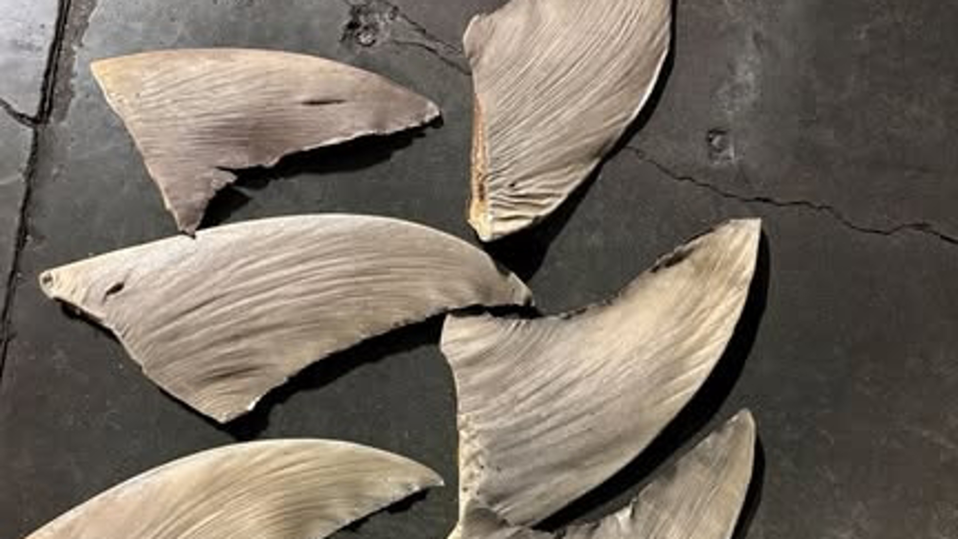 Shark fin trafficking probe underway