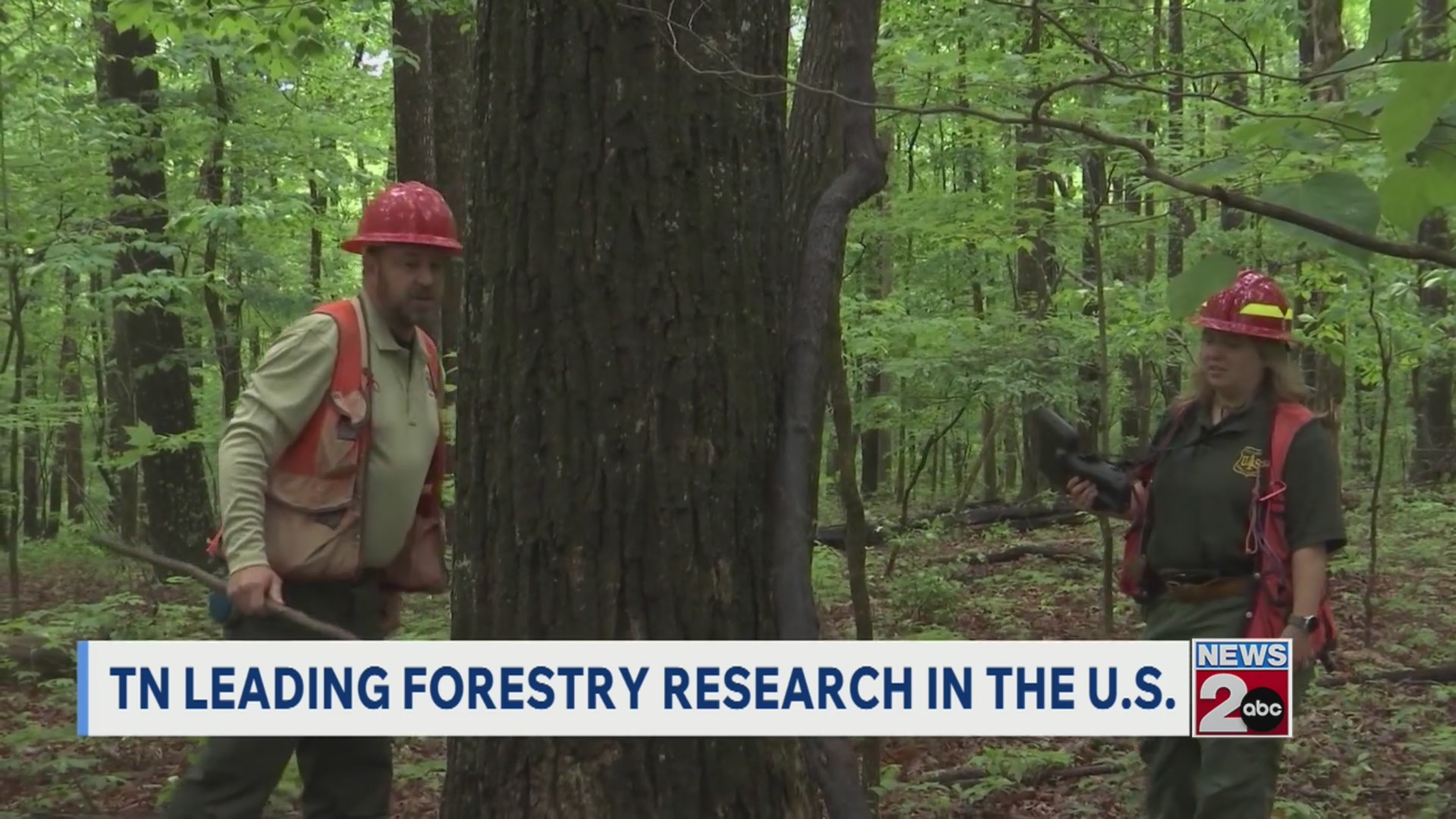 TN leads US forestry research