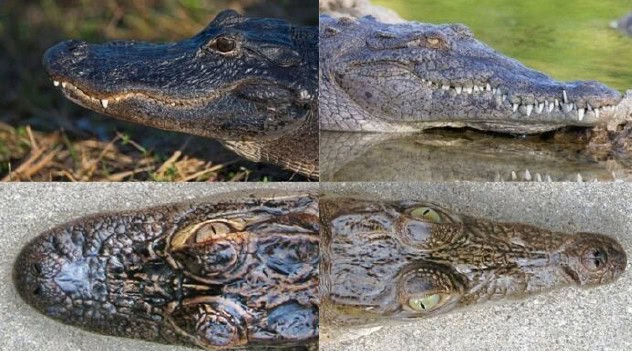 Where the snouts meet: Florida’s unique status as the world’s only ...