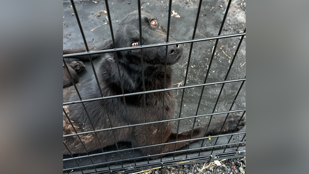 Nearly 30 dogs abandoned in Pittsburgh-area junkyard, rescuers say