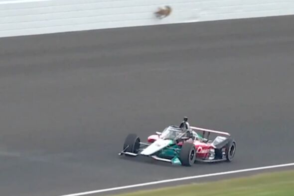 Indy 500 practice halted by animal going flying on track