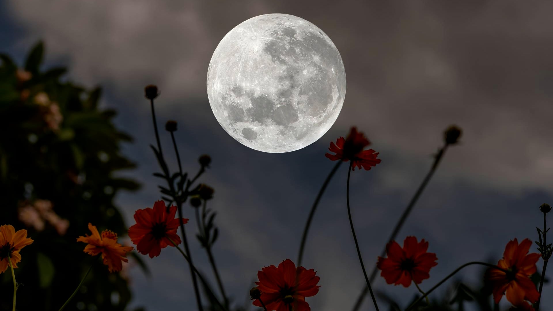 Don't miss it: How and when to see the flower moon
