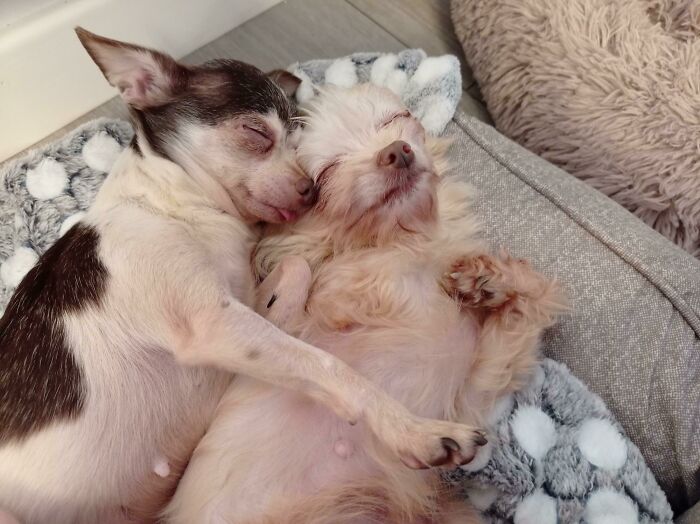 50 Soul-Healing Pics To Celebrate Rescue Pets And Their Heroes
