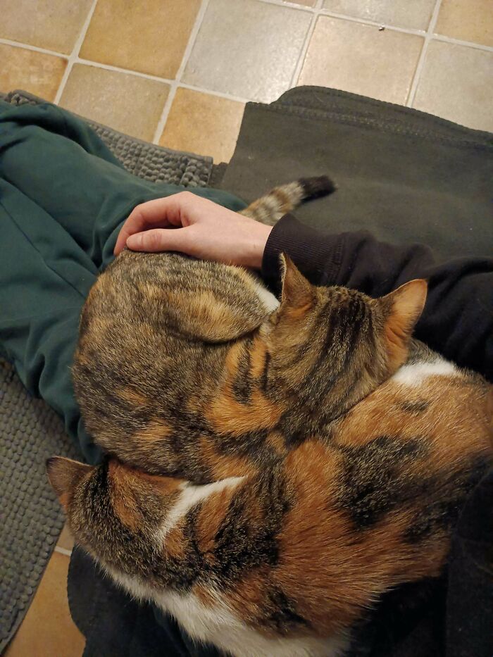 50 Soul-Healing Pics To Celebrate Rescue Pets And Their Heroes