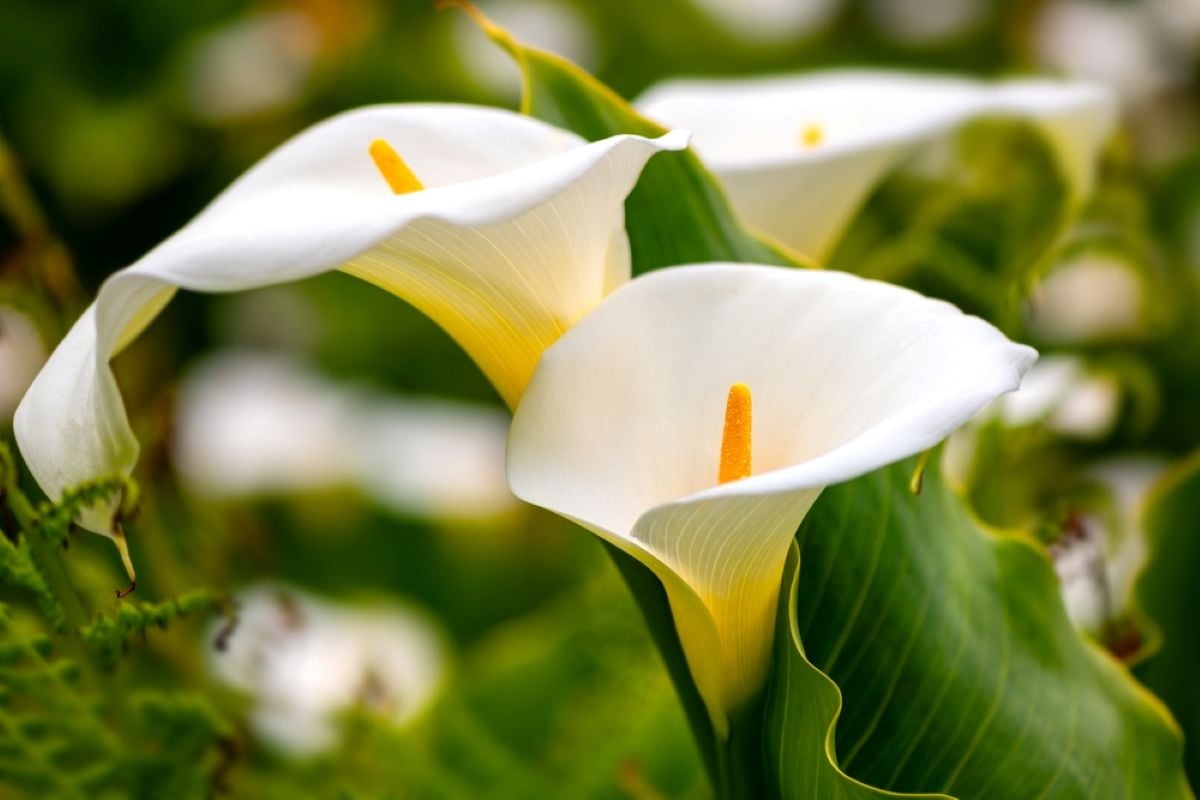 2 ingredienti che hai già in casa trasformano la tua calla in un capolavoro