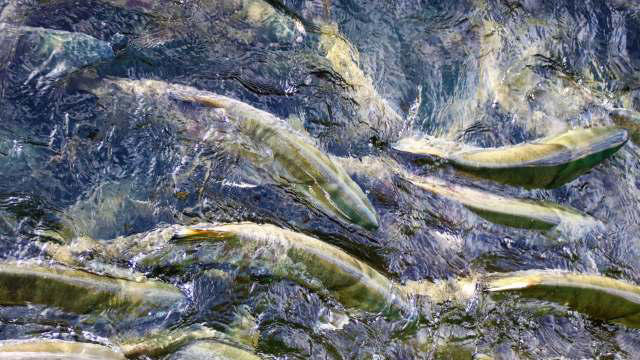 Coked-up salmon swim faster, further than sober fish, weird study reveals