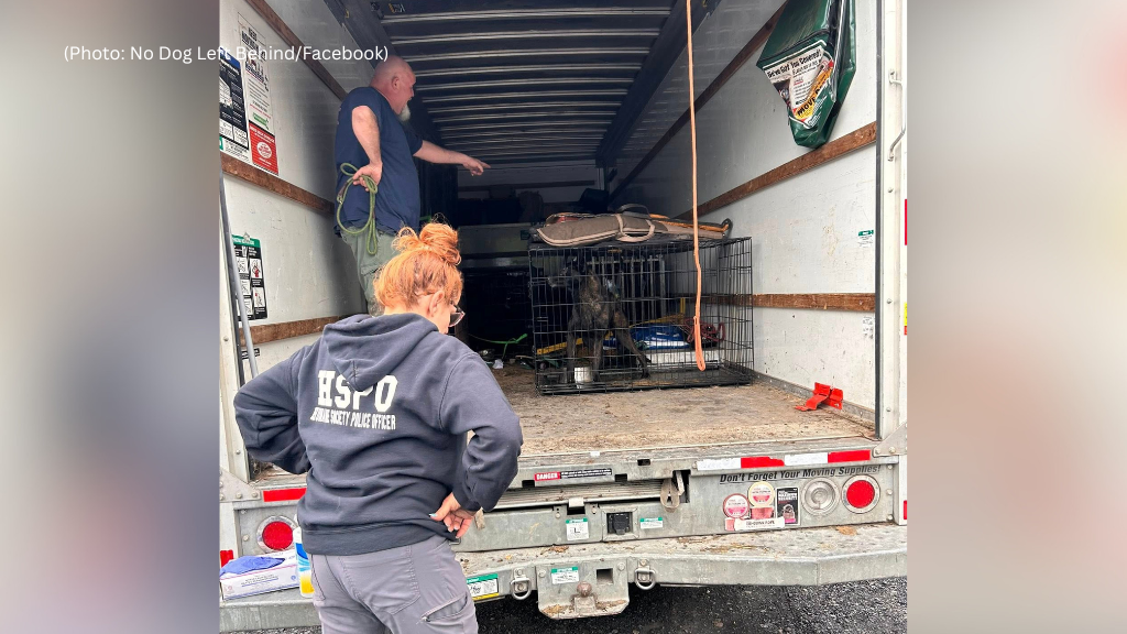 Nearly 30 dogs abandoned in Pittsburgh-area junkyard, rescuers say