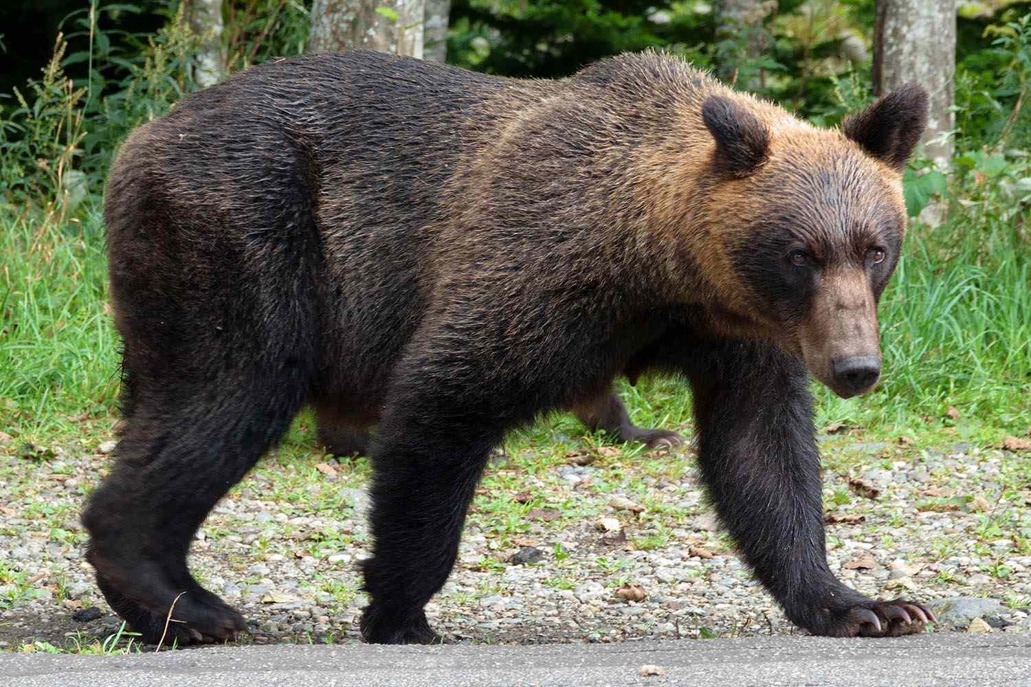 Bear attacks hunter who shot it, marking Japan's third reported bear ...