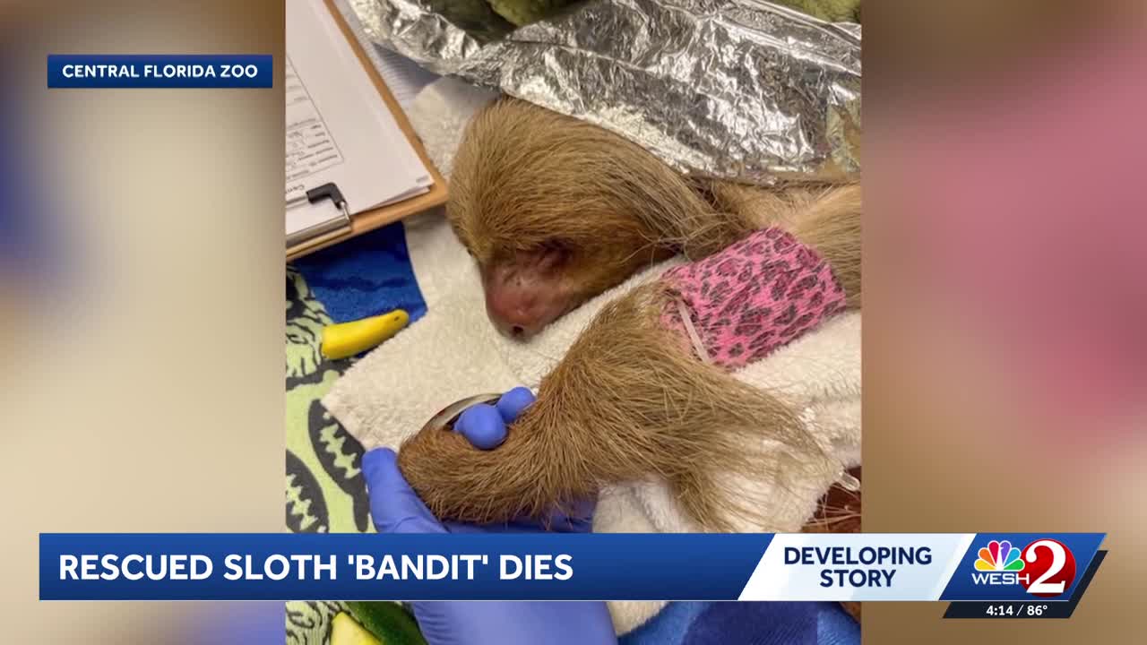Bandit the sloth dies, zoo says after taking in several bound for now ...