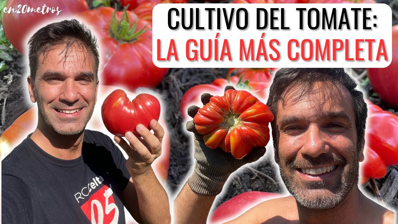 La mejor guía de cultivo de tomates que verás en YouTube || en20metros