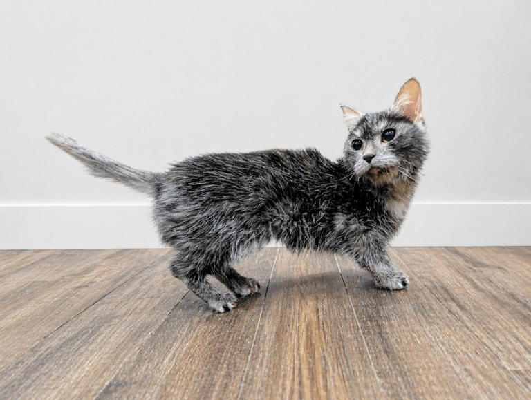 Tiny munchkin cat arrives at rescue and staff discover she’s a medical ...