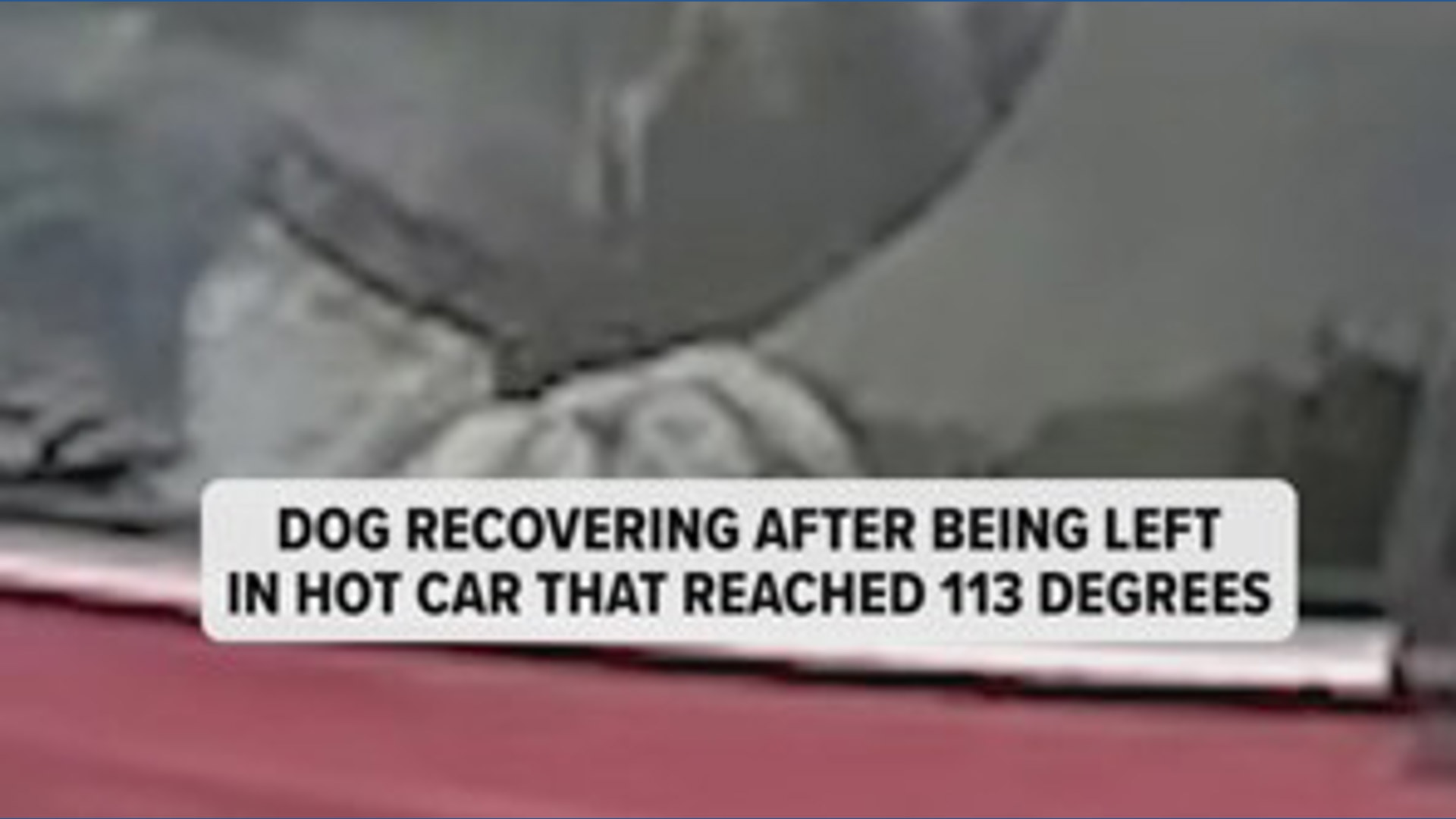 Dog rescued from hot car in Houston