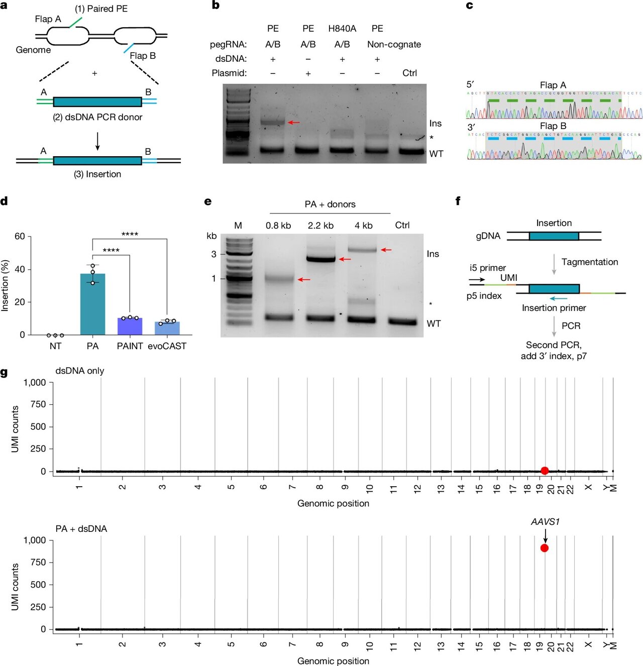 New genome editing method could swap entire genes and correct 1000 ...