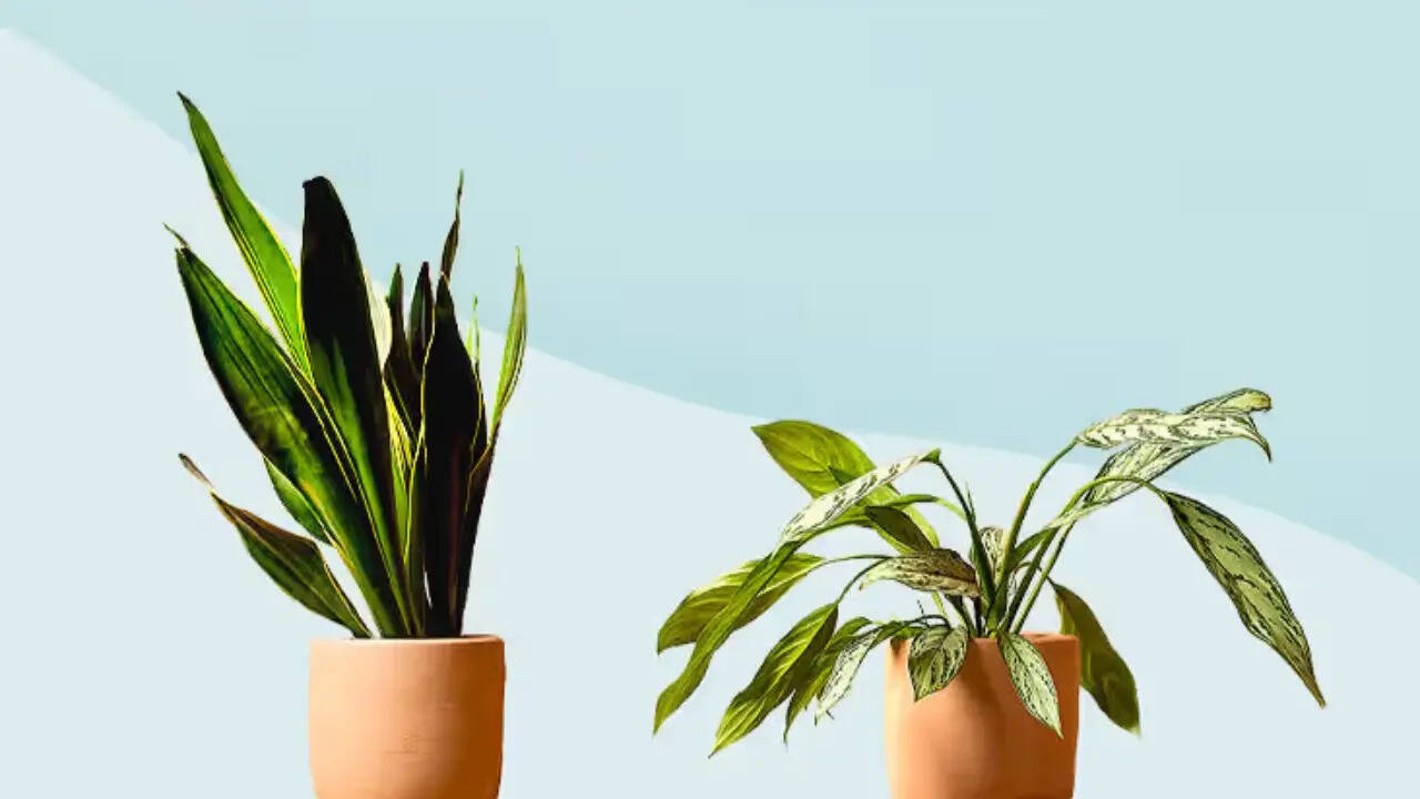 6 low-maintenance plants that survive even if you forget to water them