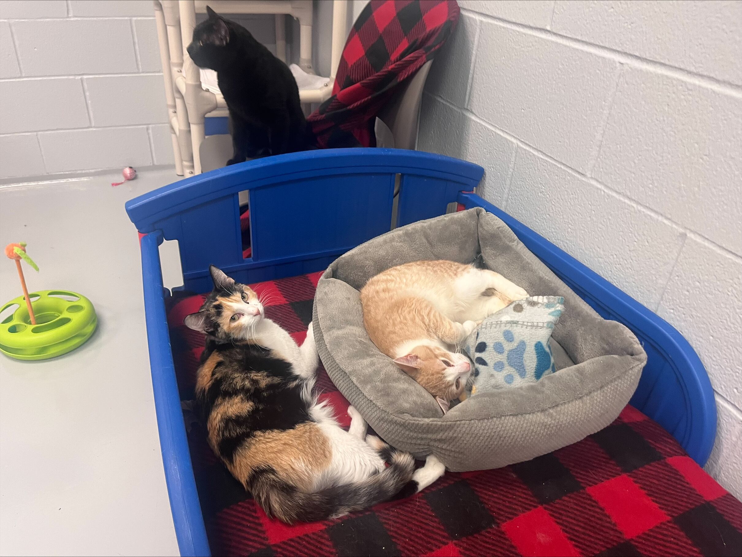 Helping Hands takes in 70 cats from one residence