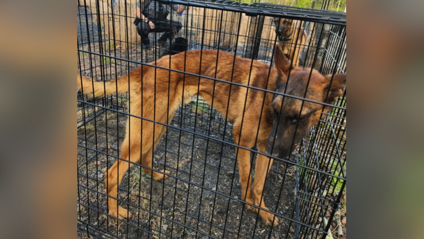 Nearly 30 dogs abandoned in Pittsburgh-area junkyard, rescuers say