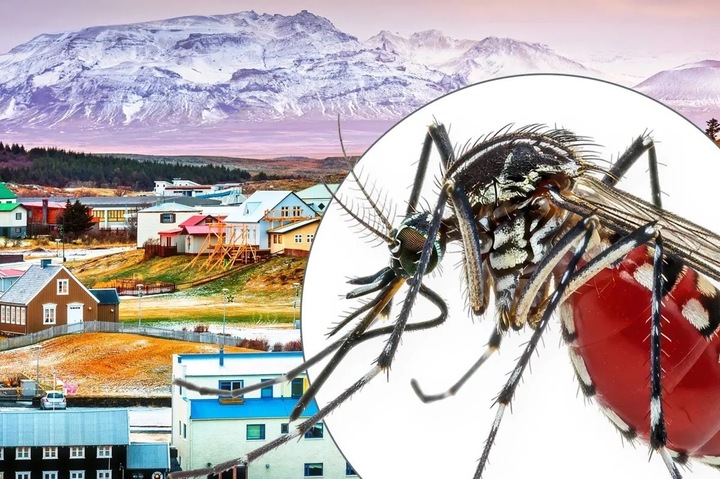 Vì sao Iceland không có con muỗi nào?