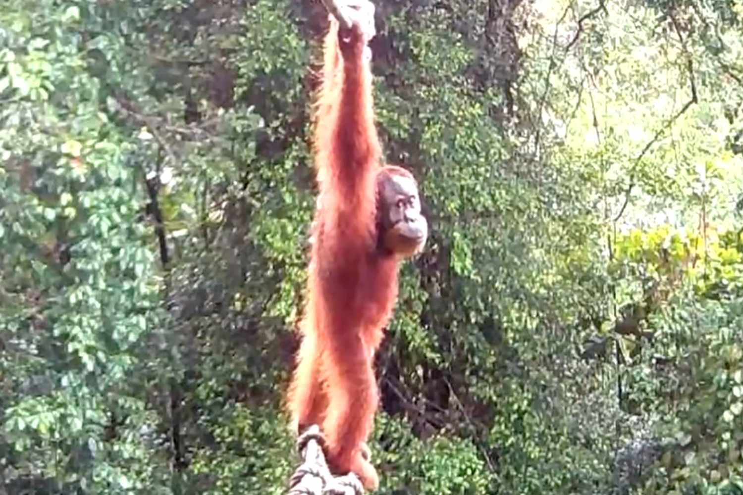 Endangered orangutan filmed using bridge designed to reduce the 'risk ...