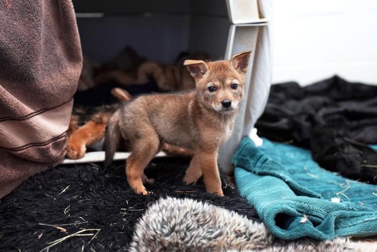 Coyote masks? Orphaned pup stays wild thanks to unique care at San ...