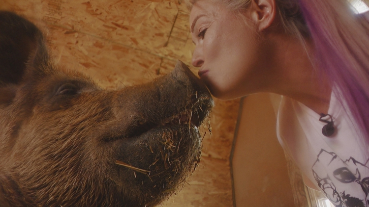 How a massive runaway hog found her forever home