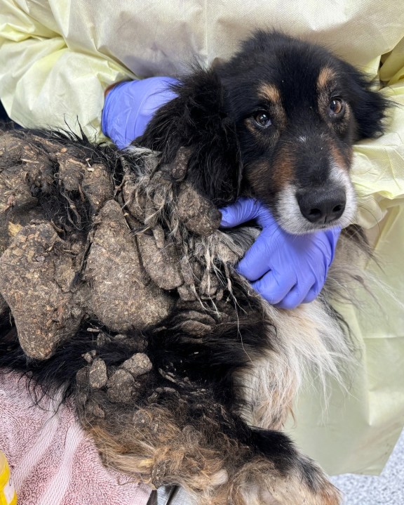 Humane Fort Wayne calls for repeal of paradoxical 'anti-puppy mill ...