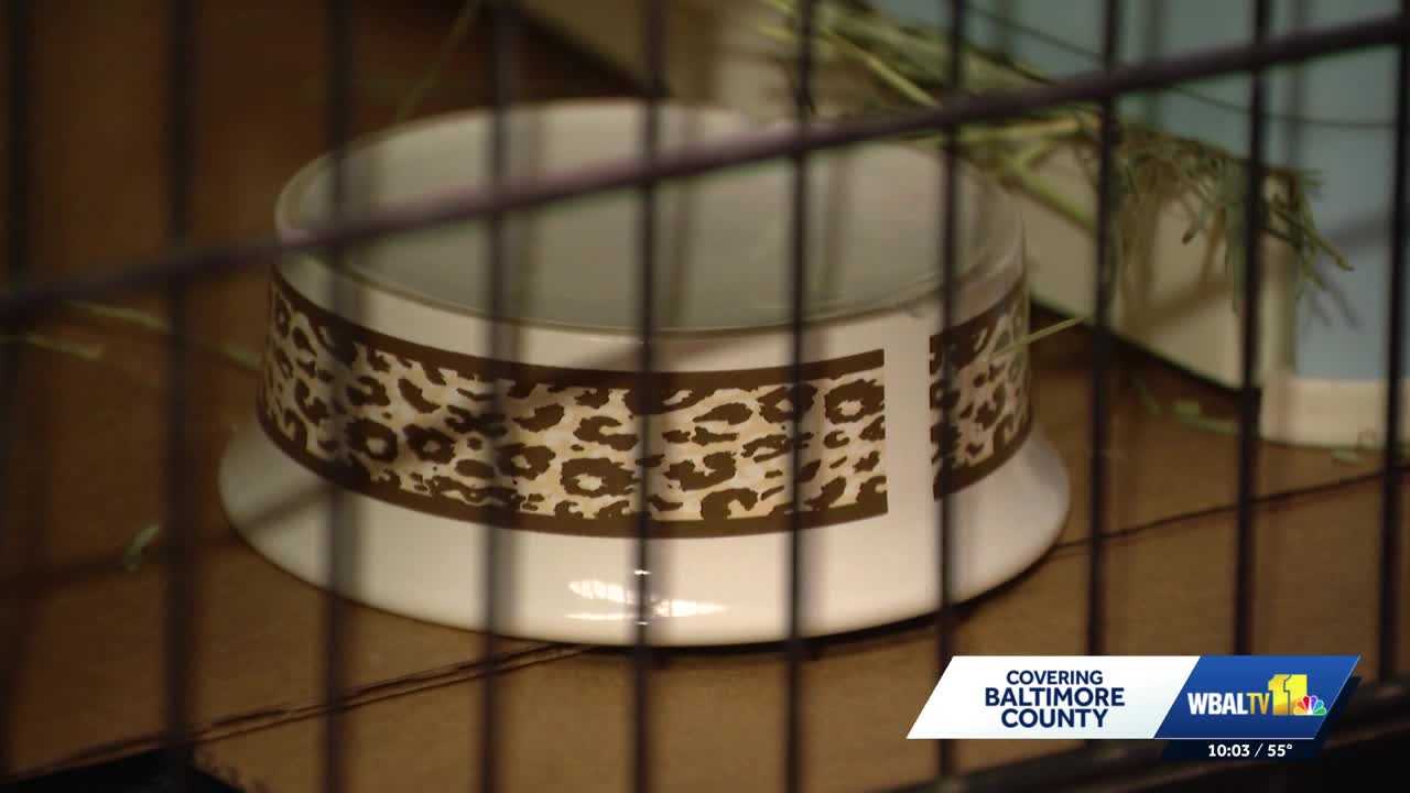Woman faces 168 charges after officials seize dozens of animals from home