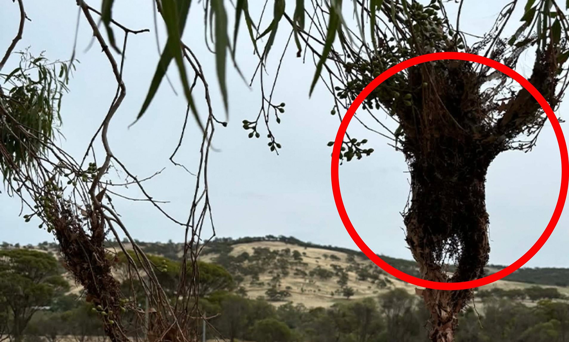 Aussies spooked after 'human-shaped effigies' are discovered on an Aussie  farm