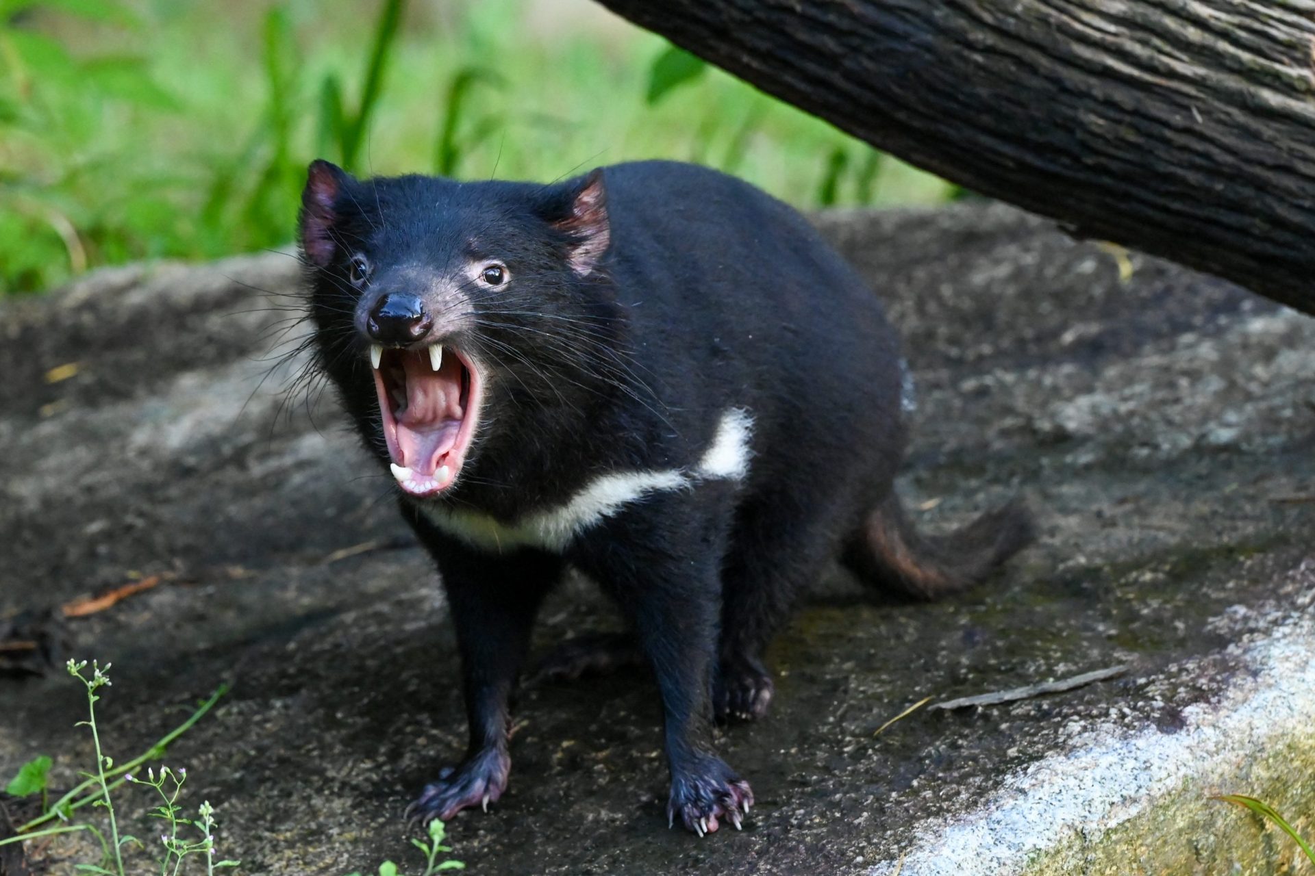 These strange Australian animals seem straight out of science fiction
