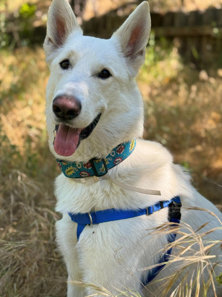 Milestone reached in Eaton Fire recovery as last dog displaced finds ...