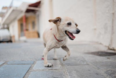 犬が『足を引きずって歩く』理由6つ 今すぐに病院へ連れて行くべき症状とは？